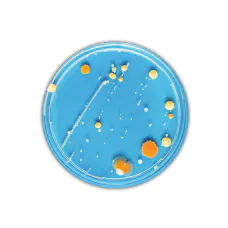 bacteria on blue plate