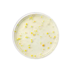bacteria on white plate