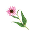 echinacea