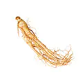 ginseng root